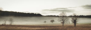 Nebel in den Wiesen vor Stolpe auf Usedom