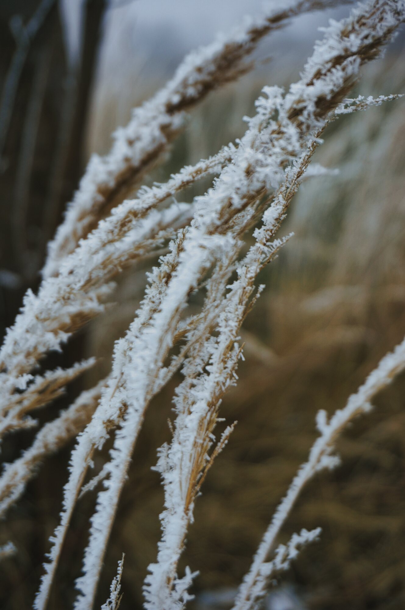 Jens Scheider Fotograf Lassan Wolgast Anklam Greifswald