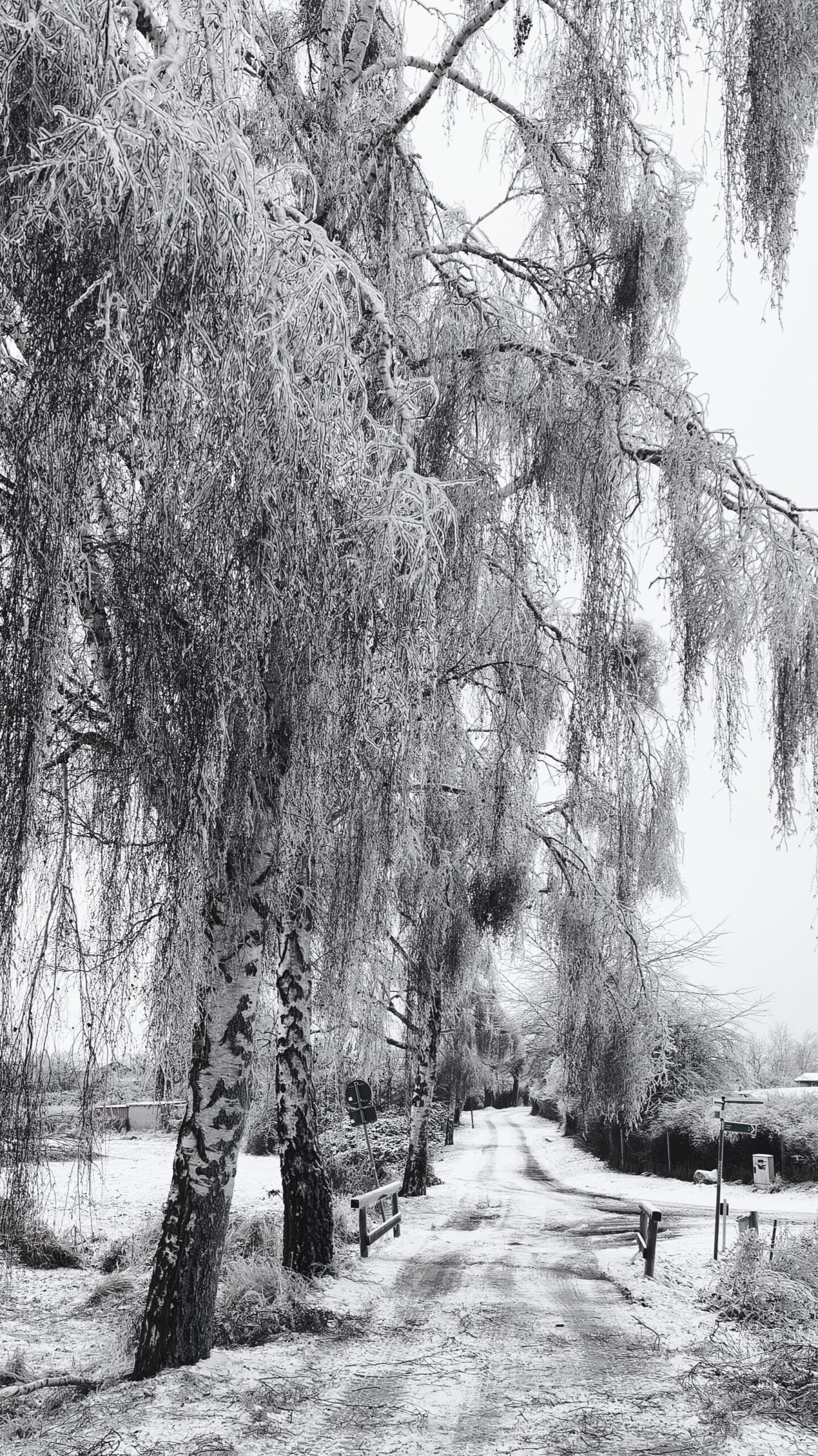 Jens Scheider eisregen Foto Januar 2026