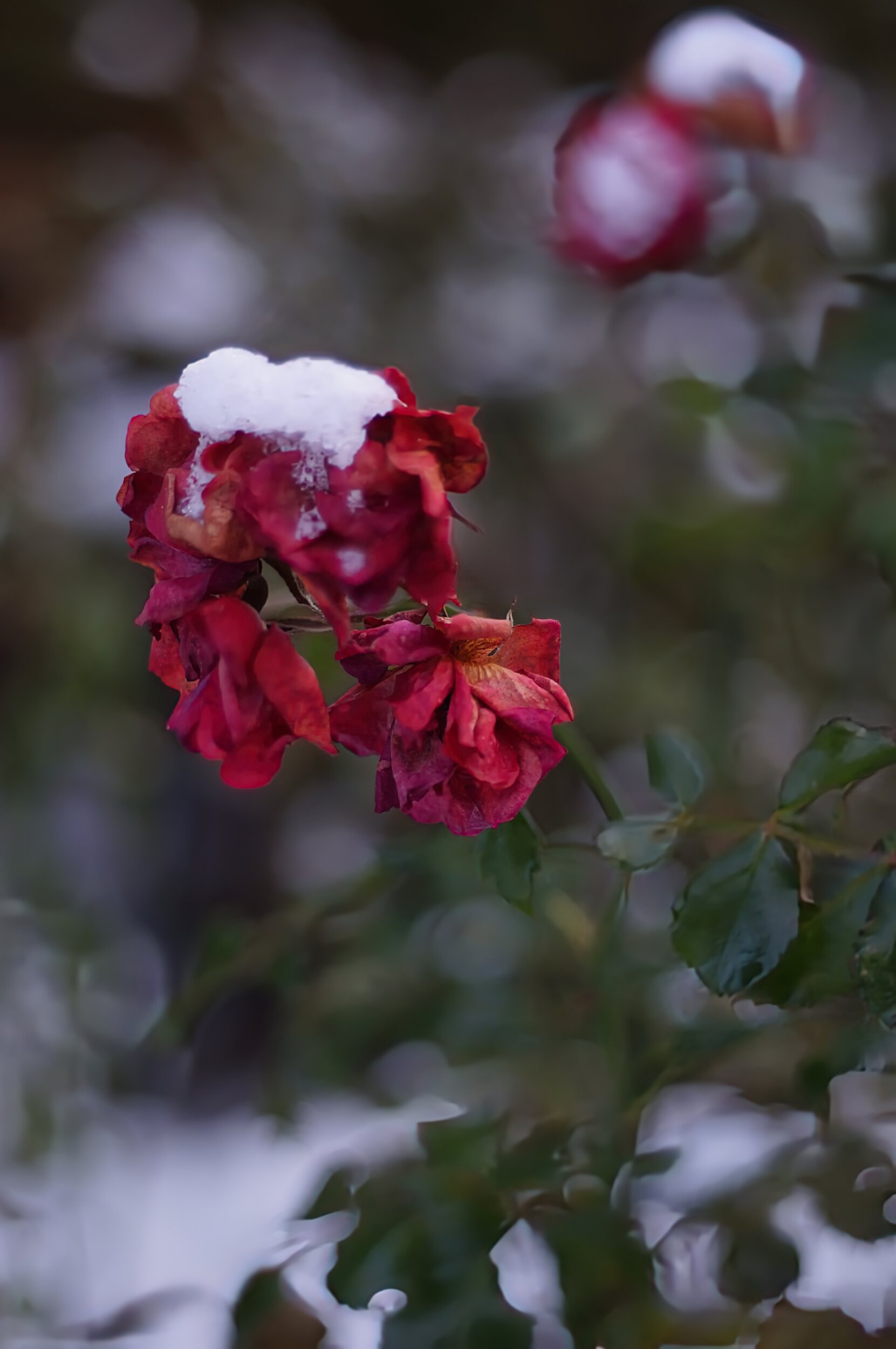 Jens Scheider Fotograf Lassan Vorpommern