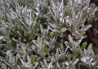 Jens Scheider eisregen Foto Januar 2026
