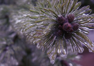 Jens Scheider eisregen Foto Januar 2026