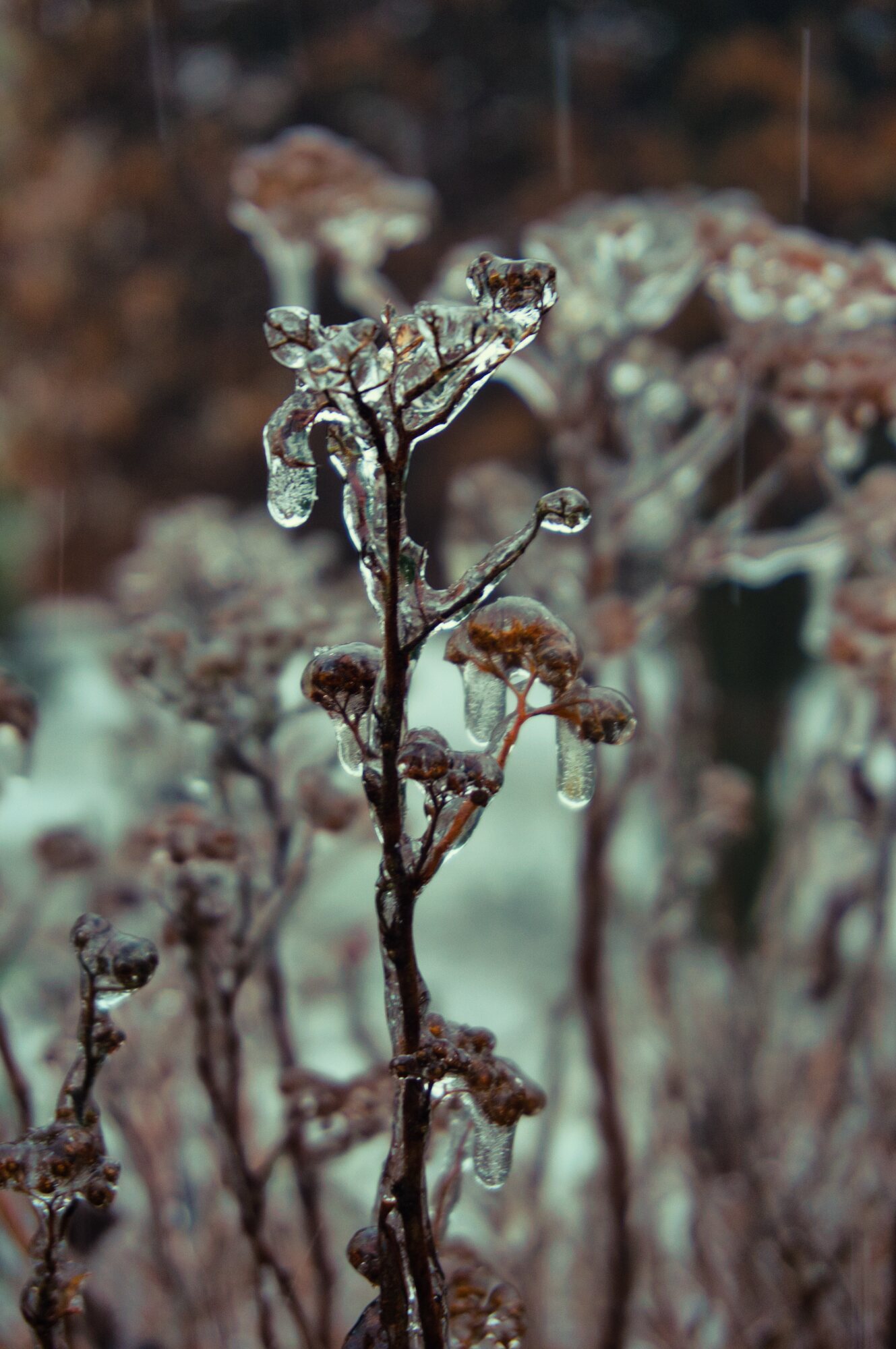 Jens Scheider eisregen Foto Januar 2026