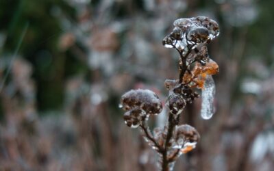 Jens Scheider - Fotografie Kunst - Onlineshop und Blog 2 Eisige Magie: Ein eisglattes Wintermärchen im Nordosten