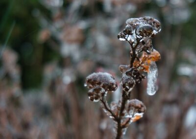 Jens Scheider eisregen Foto Januar 2026
