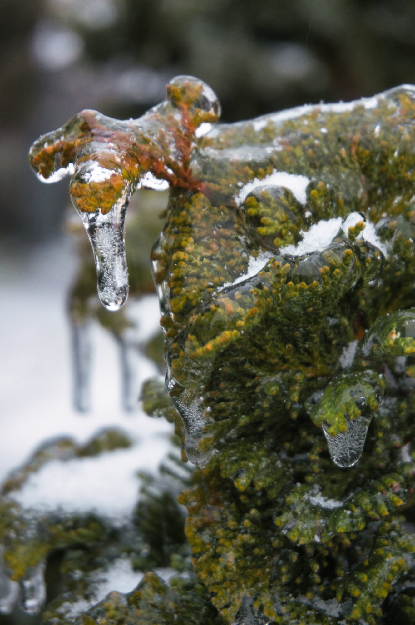 Jens Scheider eisregen Foto Januar 2026