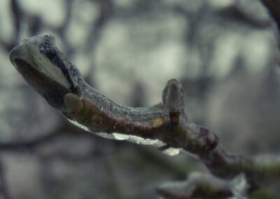 Jens Scheider eisregen Foto Januar 2026