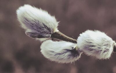 Sicilia is calling – der Wochenpost zu KW9_26