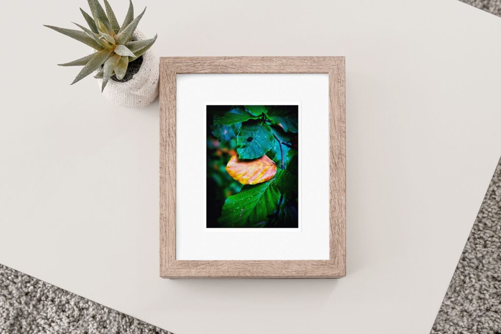 Jens Scheider fotografie kleine Formate, die Niftys